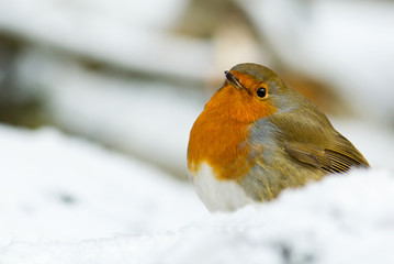 A Robin in the Snow