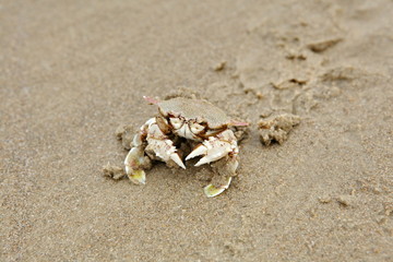 crab on sand