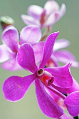 Orchid