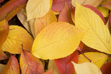 紅葉した桜の葉