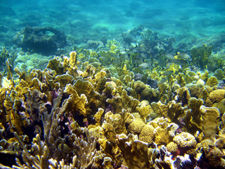 Naklejka na ściany i meble Corals in the archipelago of Bocas del Toro, Central America, Panama, Caribbean sea