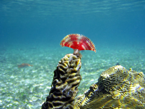 A split-crown feather duster worm on brain coral, Caribbean sea