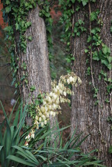 Ivy vines