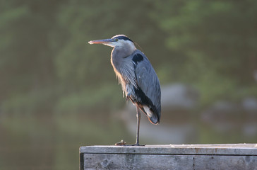 Great Blue Heron (Ardea herodias) Standing on Dock