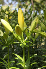 boutons floraux de lys