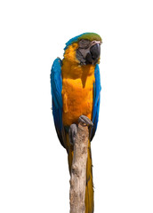 Perroquet jaune et bleu