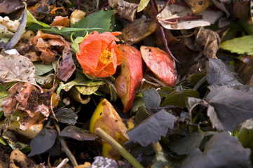 A red flower amongst pieces of apple on a compost heap