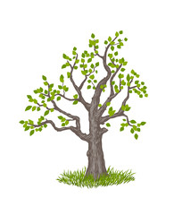 Obraz premium illustration of old tree on white background