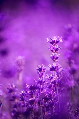 Fototapeten Lavendel © guy