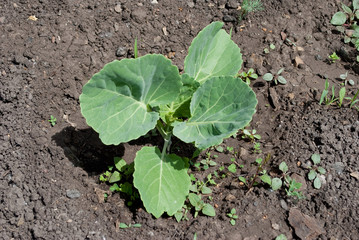 Young green growing sprout of cabbage