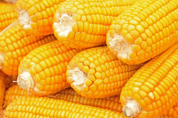 corn bonzi