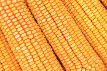 Fototapeta premium corn bonzi