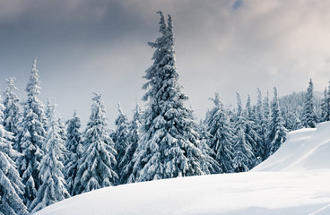 winter trees