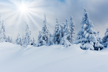 Fototapeta na wymiar Zimowe drzewa