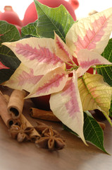 Weihnachtsstern Poinsettie mit Zimtstange und Anisstern
