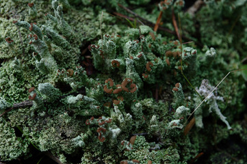musk and lichens - obrazy, fototapety, plakaty