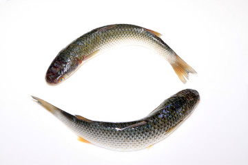 fresh barracuda