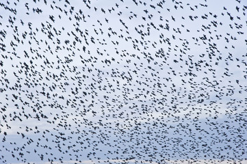 Natural migration of European starlings in murmuration