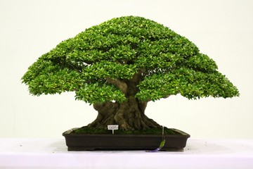 Banyan or ficus bonsai tree .