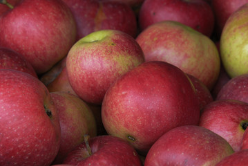 Fototapeta na wymiar geerntete Äpfel