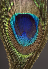 Obraz premium Peacock Feather Close-Up
