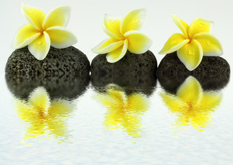 Fototapeta na wymiar fleurs jaunes de frangipanier sur galets noirs