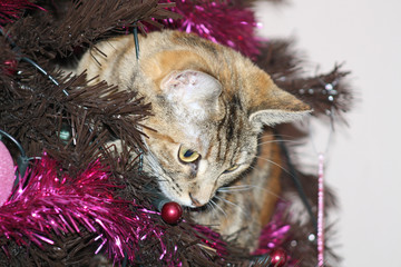 kitten in xmas tree