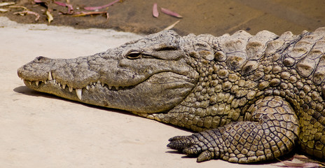 portret krokodyla