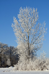 Obraz na płótnie Canvas Frosty Tree