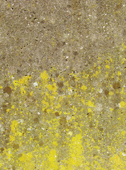 brown green yellow spurs on a gray concrete wall