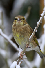 The European Greenfinch
