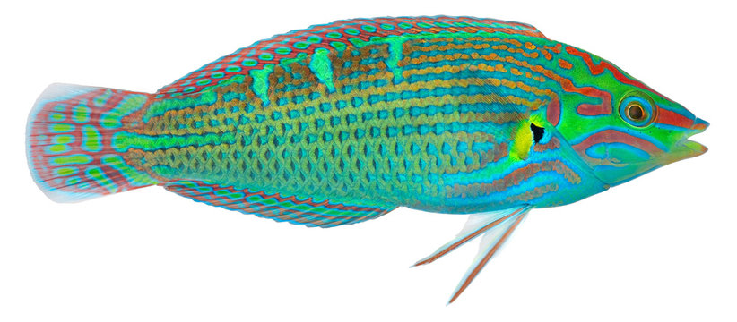 Fototapeta Melanurus Wrasse
