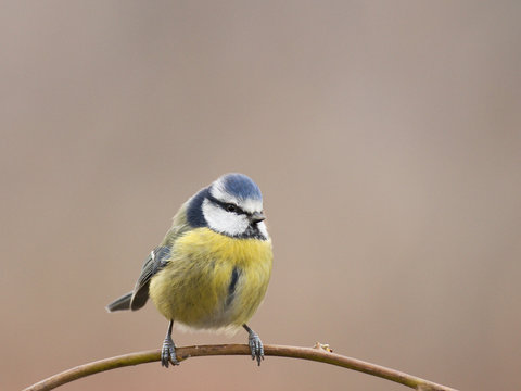 Cyanistes caeruleus - M&eacute;sange bleue - Blue Tit