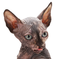 sphinx cat