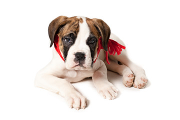 Boxer Puppy