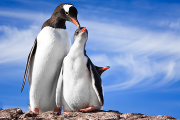 two penguins in Antarctica