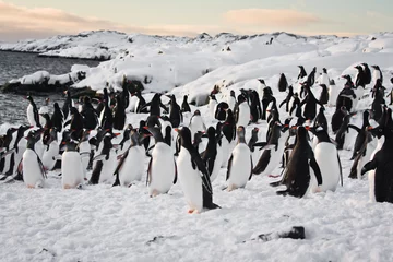 Foto op Plexiglas a large group of penguins © Goinyk