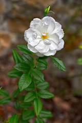 Fototapeta premium White Floribunda rose -- cultivar Iceberg