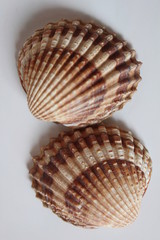 Muscheln