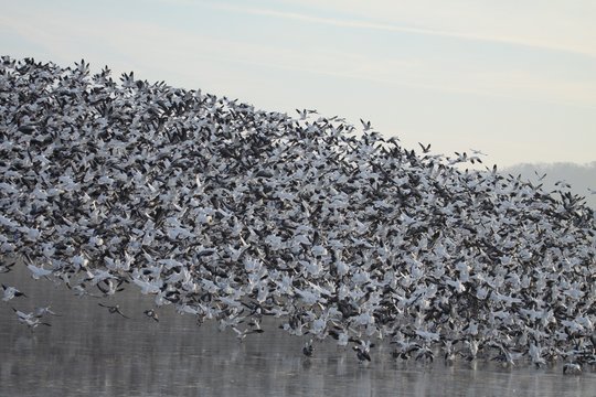 Snow Geese on Ice