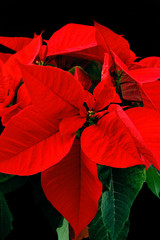 Red poinsettia on black background