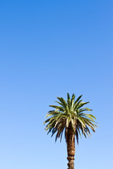 Palm_001