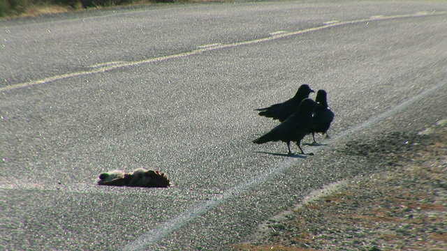 Roadkill