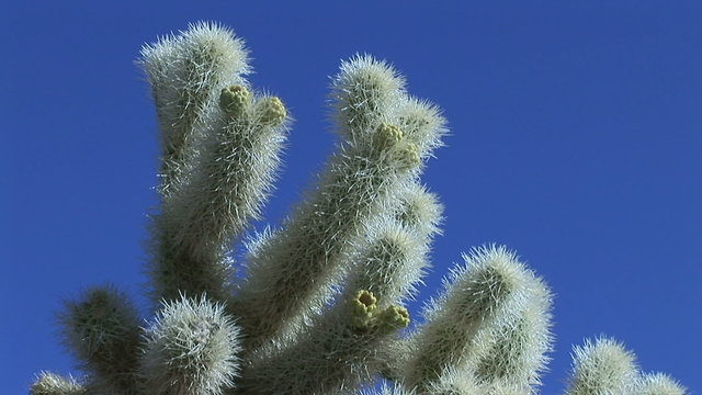 Chollo cactus