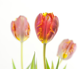 Close up of red tulip isolated on white