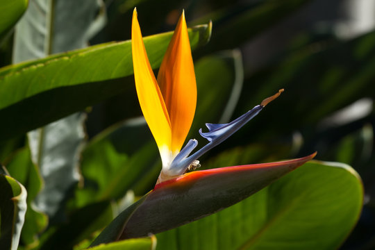 Strelitzia_004