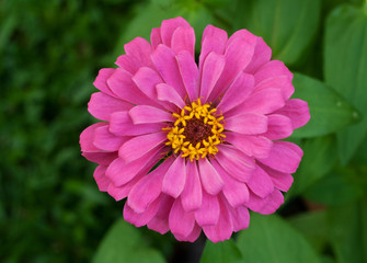 Obraz premium Pink daisy flower