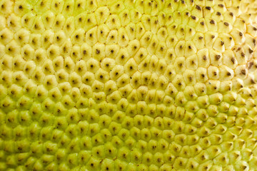 A close-up of a raw fruit jackfruit or artocarpus texture as a b