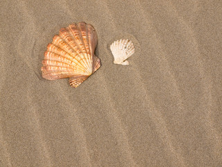 Scallop Shell on a Wind Swept Sandy Beach