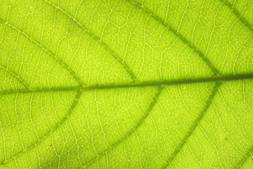 Naklejka na ściany i meble Green Leaf